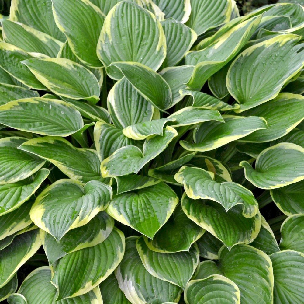 Árnyékliliom (Hosta 'Wide Brim')