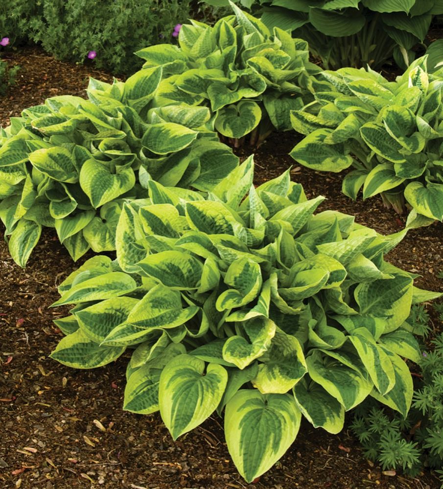 Árnyékliliom (Hosta 'Wide Brim')