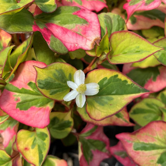 Kaméleonlevél (Houttuynia cordata 'Chameleon')