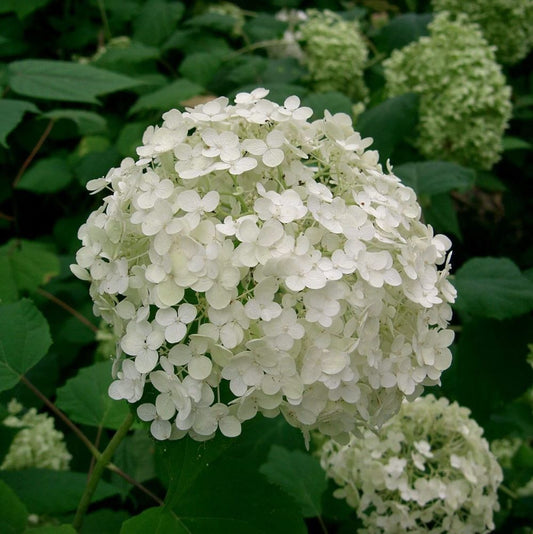 Cserjés hortenzia (Hydrangea arborescens 'Annabelle')