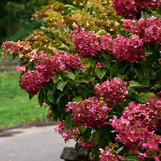 Bugás hortenzia (Hydrangea paniculata 'Diamant Rouge')