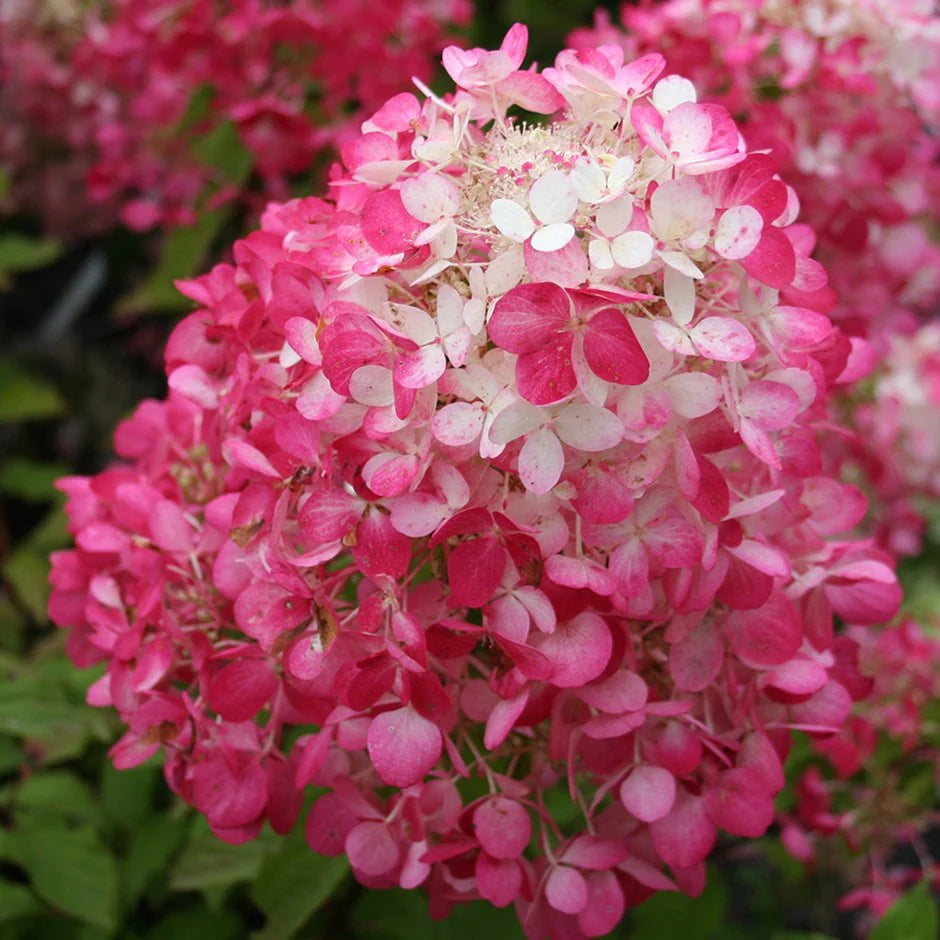 Bugás hortenzia (Hydrangea paniculata 'Diamant Rouge')