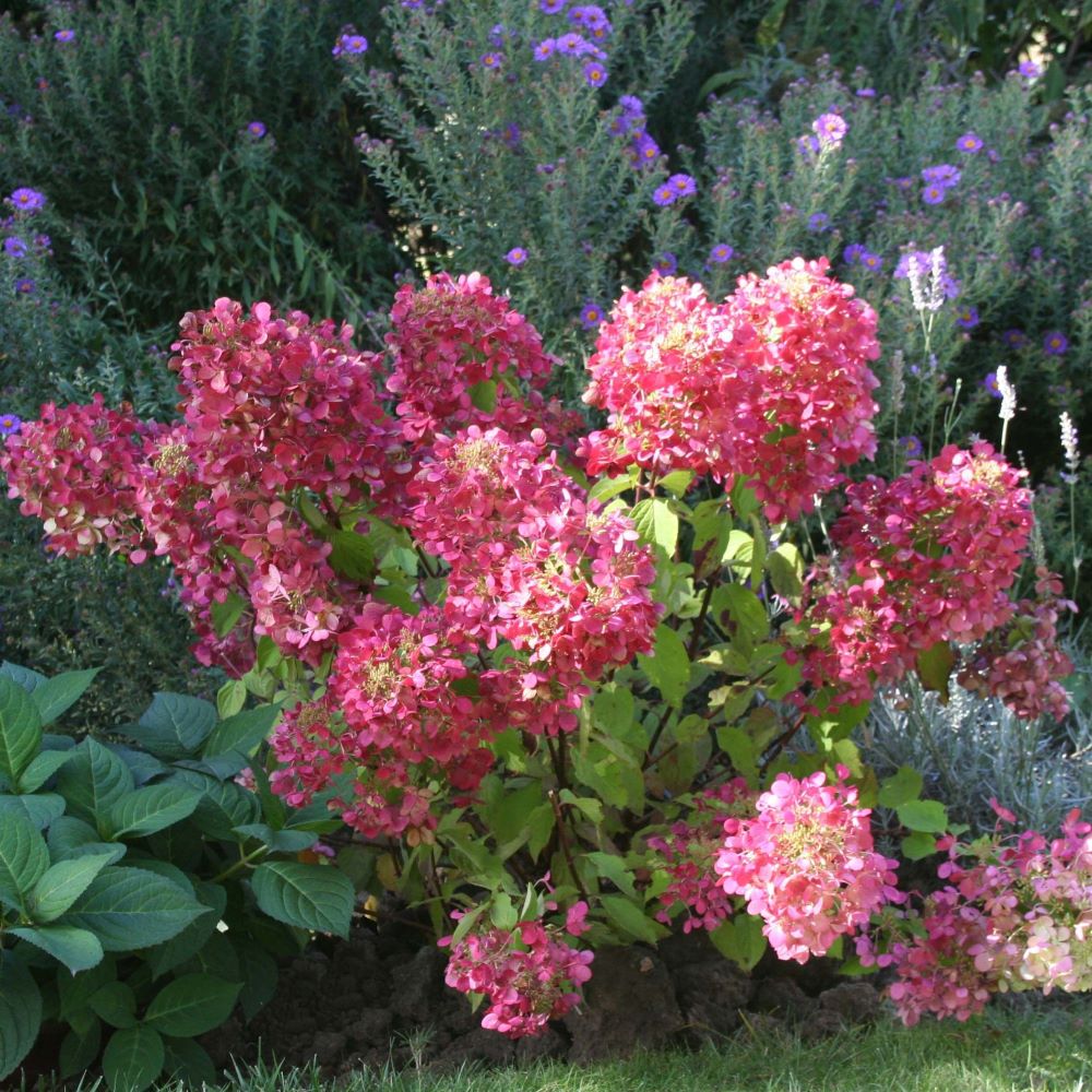 Bugás hortenzia (Hydrangea paniculata 'Diamant Rouge')