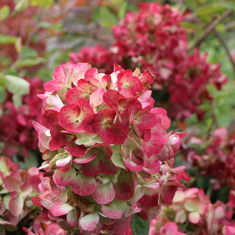 Bugás hortenzia (Hydrangea paniculata 'Diamant Rouge')