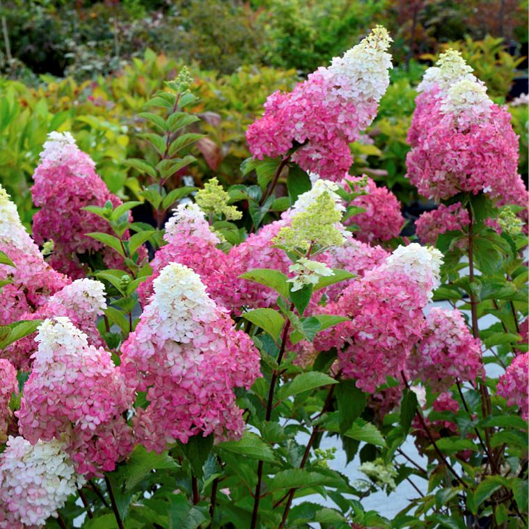 Bugás hortenzia (Hydrangea paniculata 'Fraise Melba')