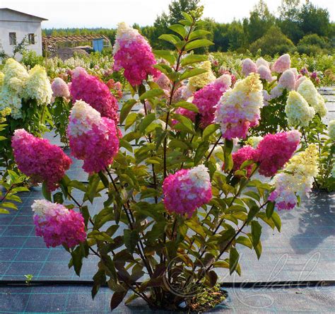 Bugás hortenzia (Hydrangea paniculata 'Fraise Melba')