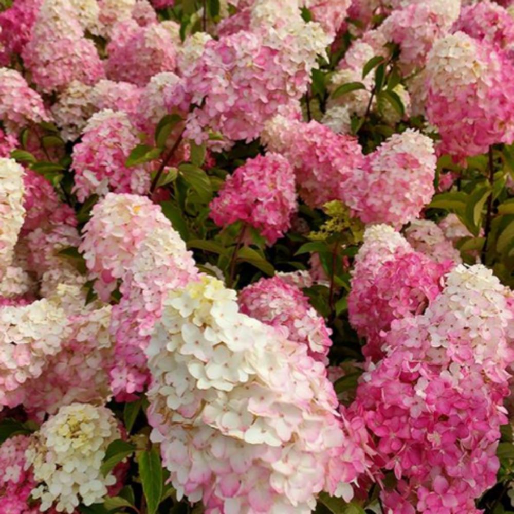 Bugás hortenzia (Hydrangea paniculata 'Fraise Melba')