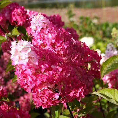 Bugás hortenzia (Hydrangea paniculata 'Fraise Melba')