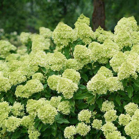 Bugás hortenzia (Hydrangea paniculata 'Little Lime')