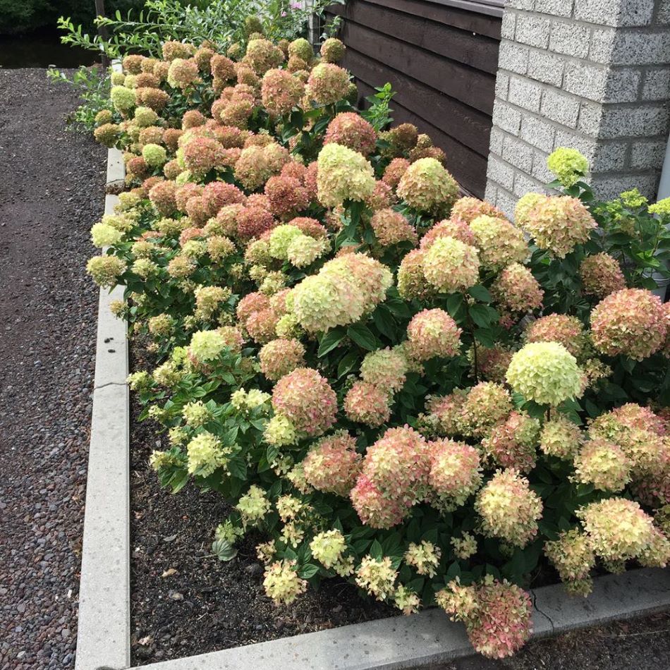 Bugás hortenzia (Hydrangea paniculata 'Little Lime')