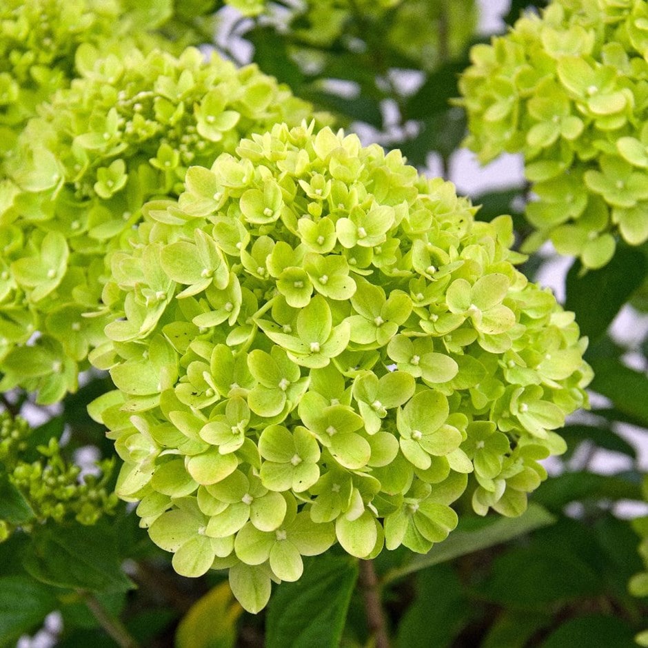 Bugás hortenzia (Hydrangea paniculata 'Little Lime')