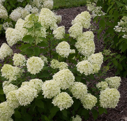 Bugás hortenzia (Hydrangea paniculata 'Little Lime')