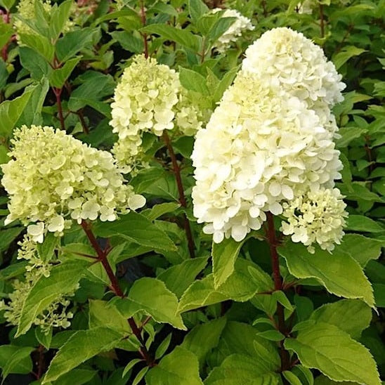 Bugás hortenzia (Hydrangea paniculata 'Mojito')