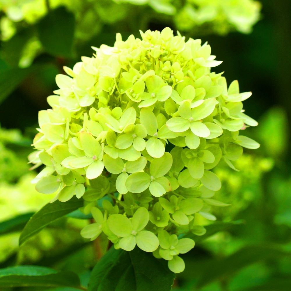 Bugás hortenzia (Hydrangea paniculata 'Mojito')