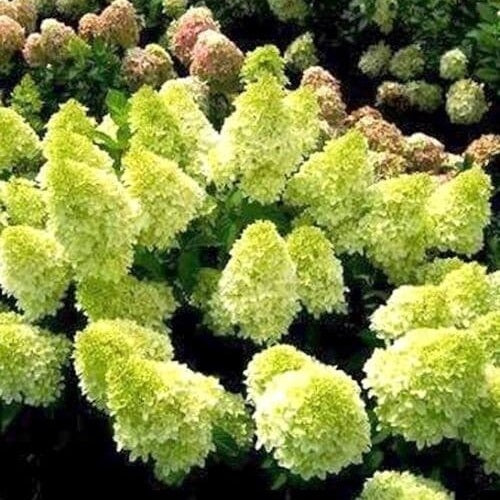 Bugás hortenzia (Hydrangea paniculata 'Mojito')