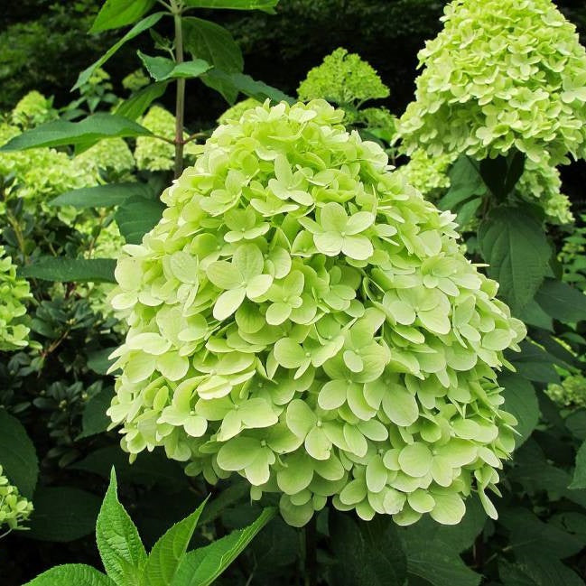 Bugás hortenzia (Hydrangea paniculata 'Mojito')