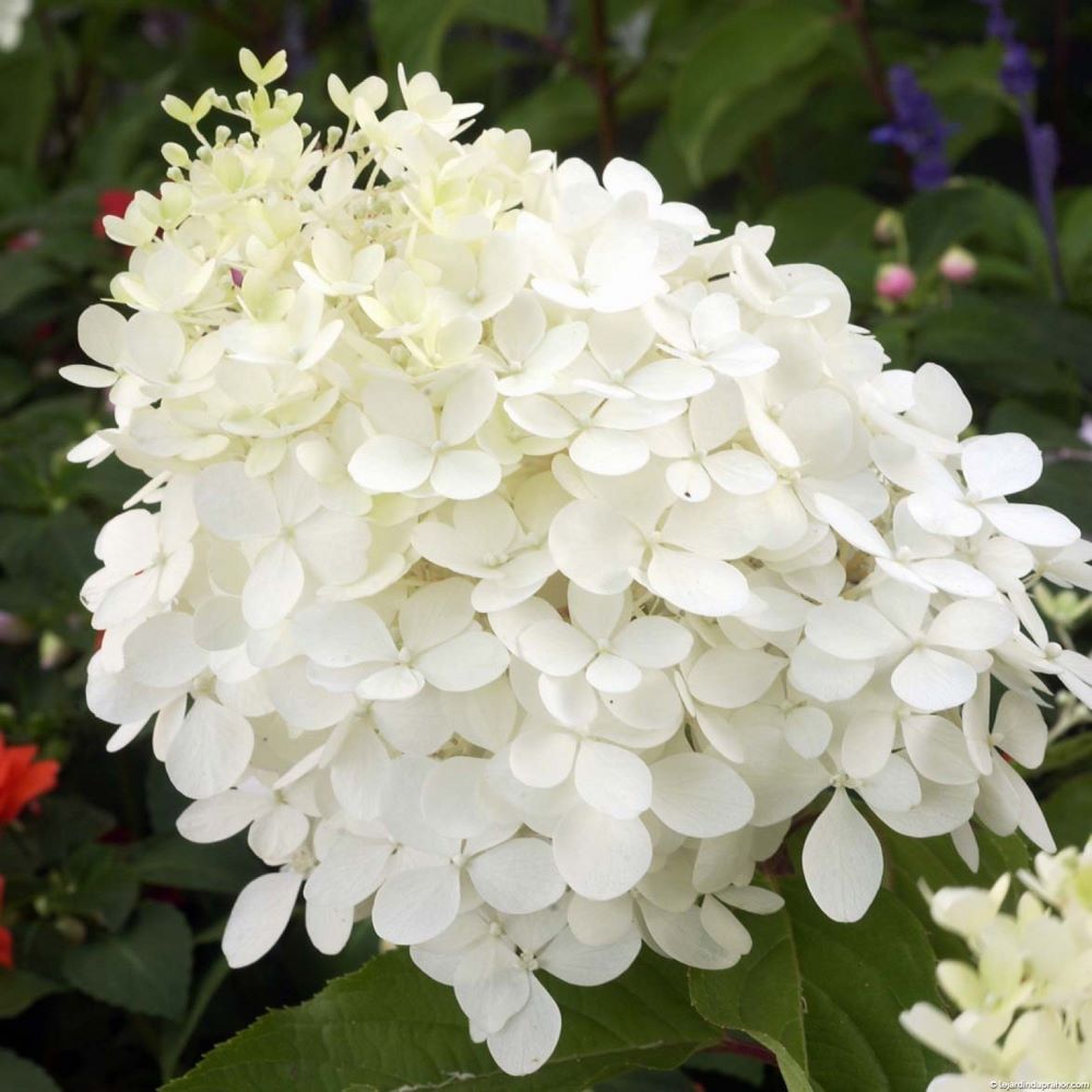 Bugás hortenzia (Hydrangea paniculata 'Phantom')