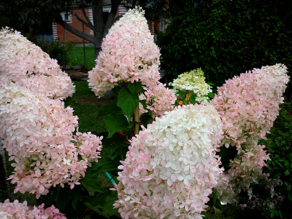 Bugás hortenzia (Hydrangea paniculata 'Phantom')