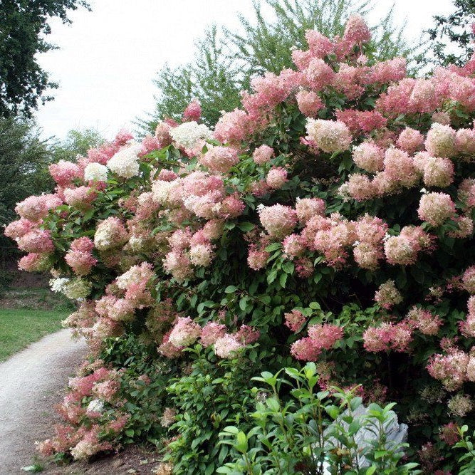 Bugás hortenzia (Hydrangea paniculata 'Phantom')