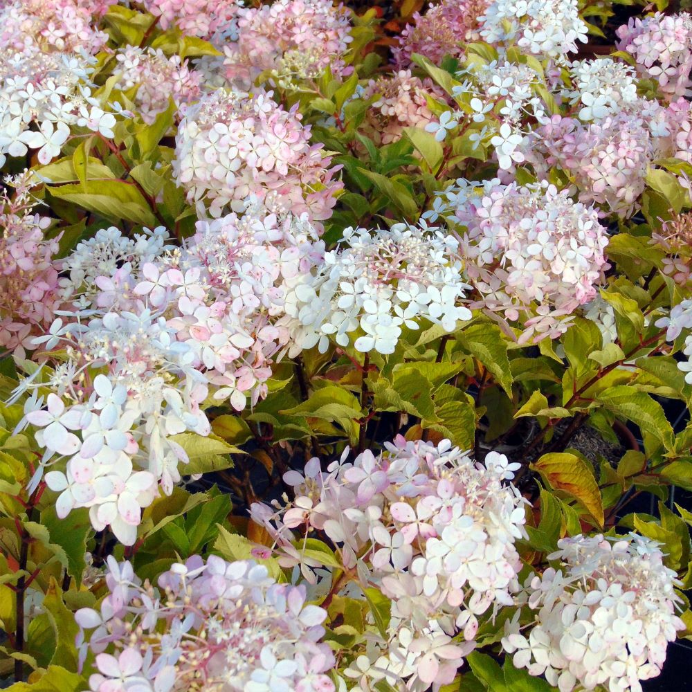 Bugás hortenzia (Hydrangea paniculata 'Phantom')