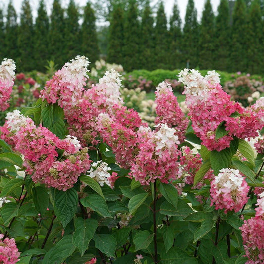 Bugás hortenzia (Hydrangea paniculata 'Pinky Winky')