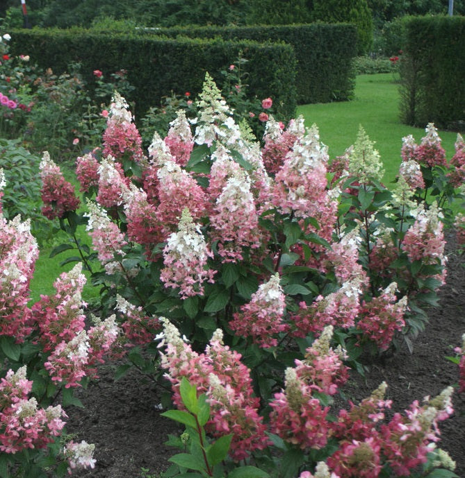 Bugás hortenzia (Hydrangea paniculata 'Pinky Winky')