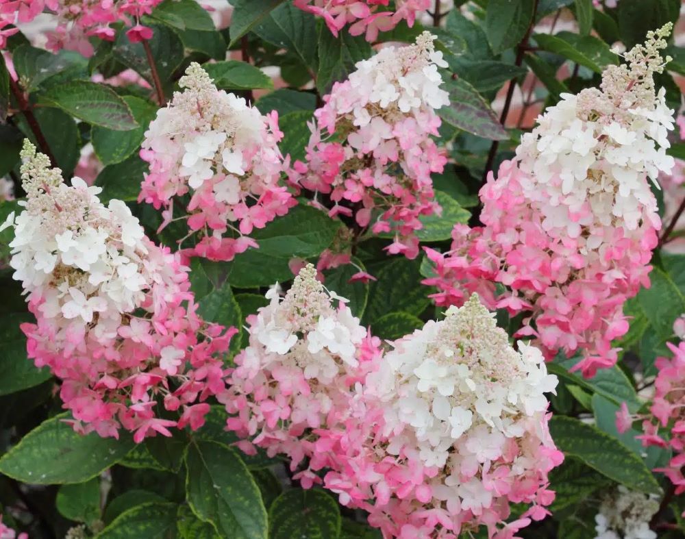 Bugás hortenzia (Hydrangea paniculata 'Pinky Winky')