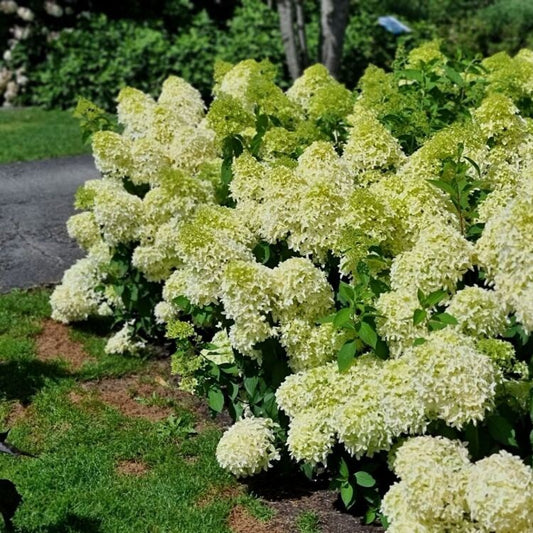 Bugás hortenzia (Hydrangea paniculata 'Skyfall')