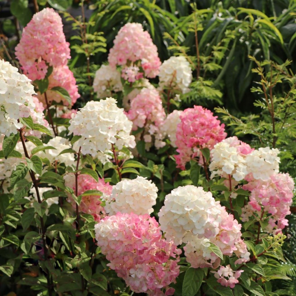 Bugás hortenzia (Hydrangea paniculata 'Sundae Fraise')