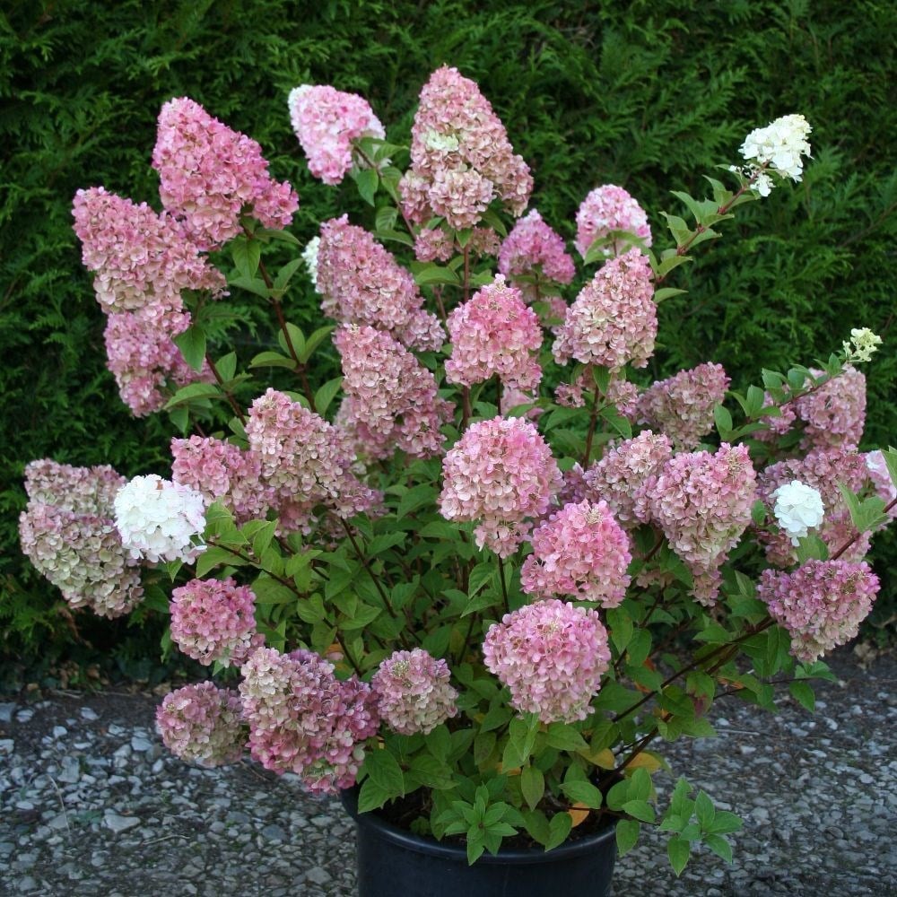 Bugás hortenzia (Hydrangea paniculata 'Sundae Fraise')