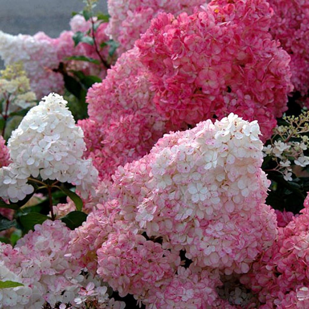 Bugás hortenzia (Hydrangea paniculata 'Sundae Fraise')