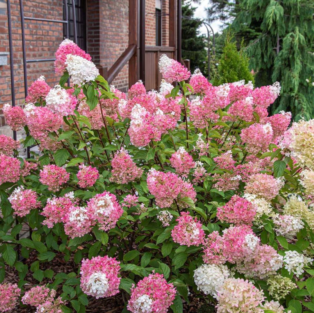 Bugás hortenzia (Hydrangea paniculata 'Sundae Fraise')