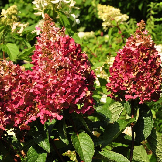 Bugás hortenzia (Hydrangea paniculata 'Wim's Red')