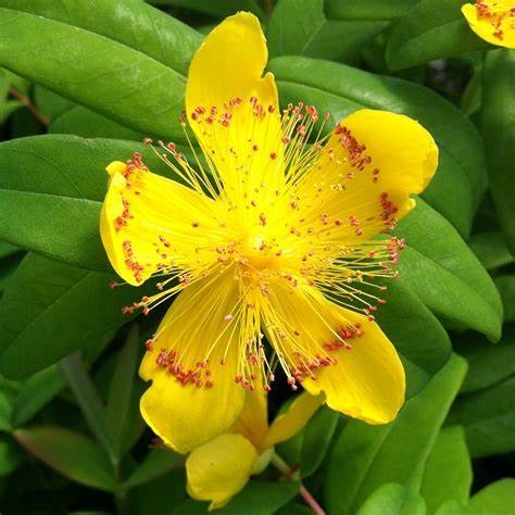 Örökzöld orbáncfű (Hypericum calycinum)