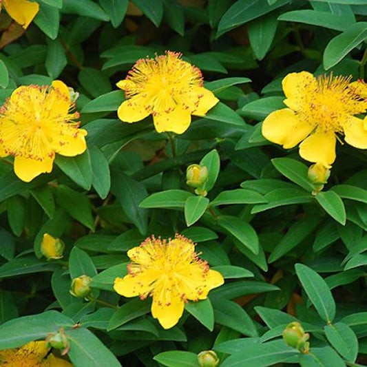 Örökzöld orbáncfű (Hypericum calycinum)