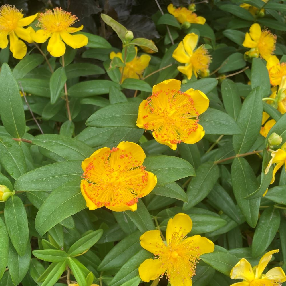 Örökzöld orbáncfű (Hypericum calycinum)