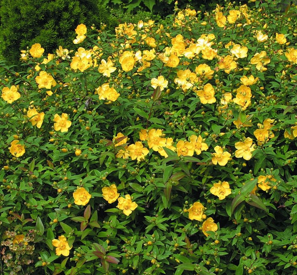 Örökzöld orbáncfű (Hypericum calycinum)