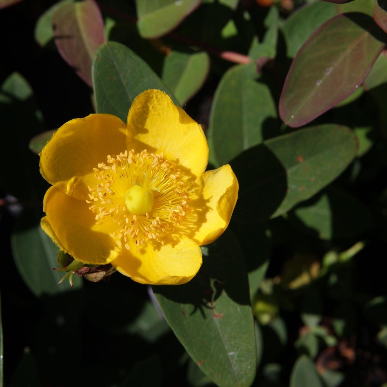 Orbáncfű (Hypericum dummeri 'Peter Dummer')