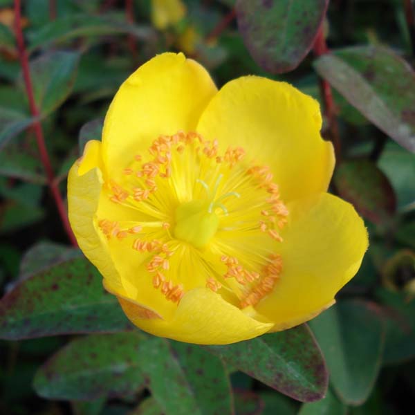 Orbáncfű (Hypericum dummeri 'Peter Dummer')