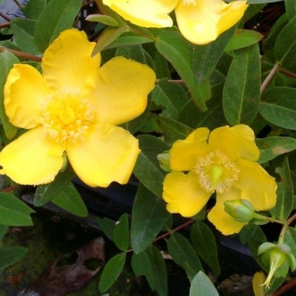 Orbáncfű (Hypericum dummeri 'Peter Dummer')