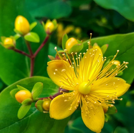 Orbáncfű (Hypericum dummeri 'Peter Dummer')