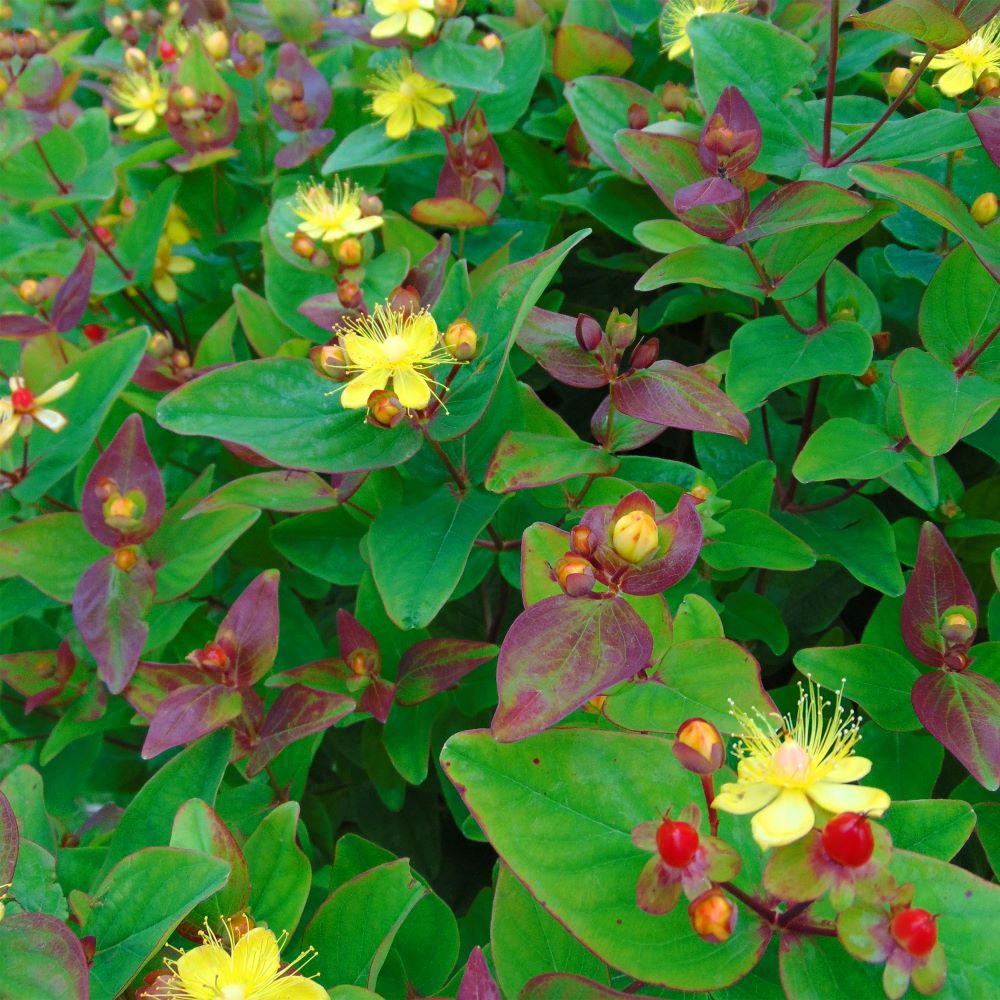 Orbáncfű (Hypericum x inodorum 'Rheingold')