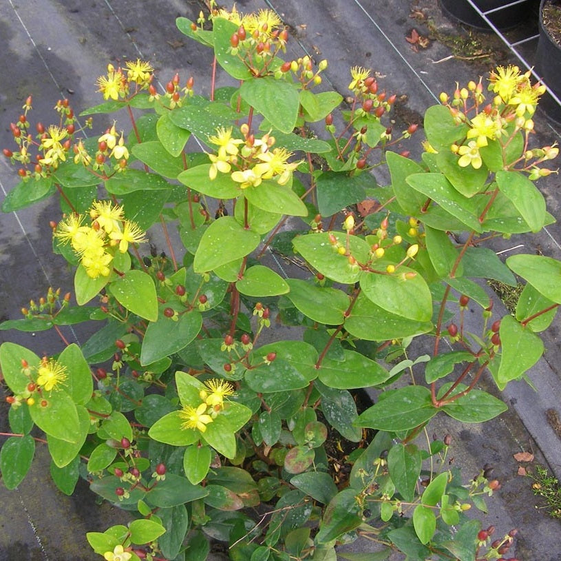 Orbáncfű (Hypericum x inodorum 'Rheingold')