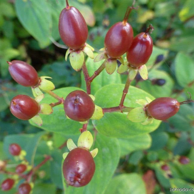 Orbáncfű (Hypericum x inodorum 'Rheingold')