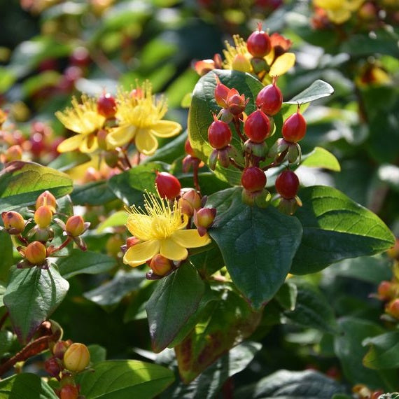 Orbáncfű (Hypericum x inodorum 'Rheingold')