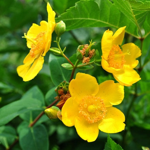 Japán orbáncfű (Hypericum patulum 'Hidcote Gold' (syn.: 'Hidcote'))