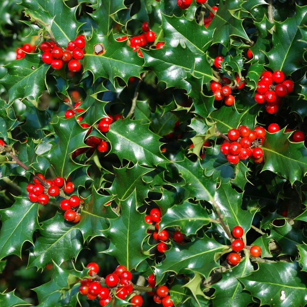 Magyal (Ilex aquifolium)