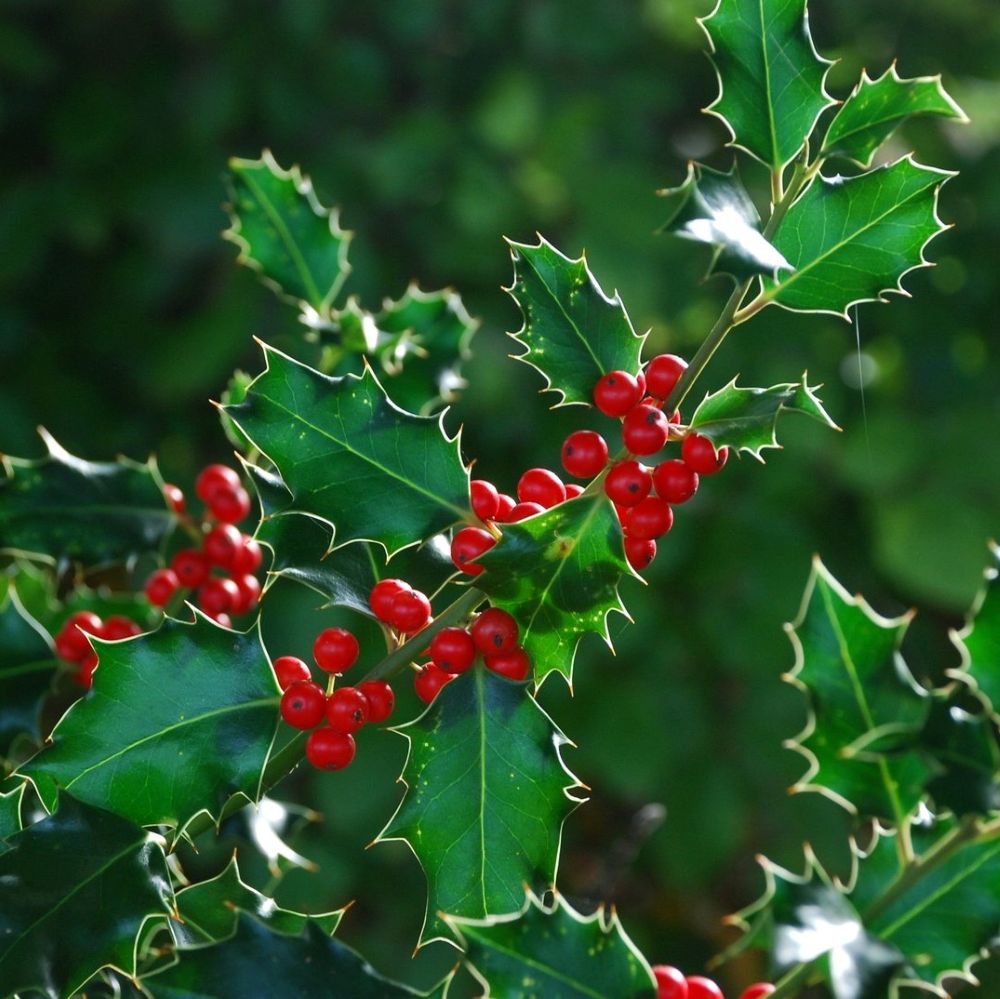 Magyal (Ilex aquifolium)