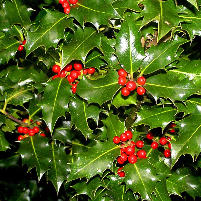 Magyal (Ilex aquifolium)