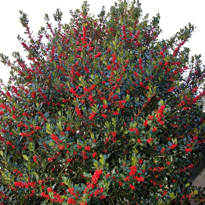 Magyal (Ilex aquifolium)